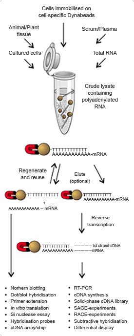 How to Isolate mRNA from Total RNA .